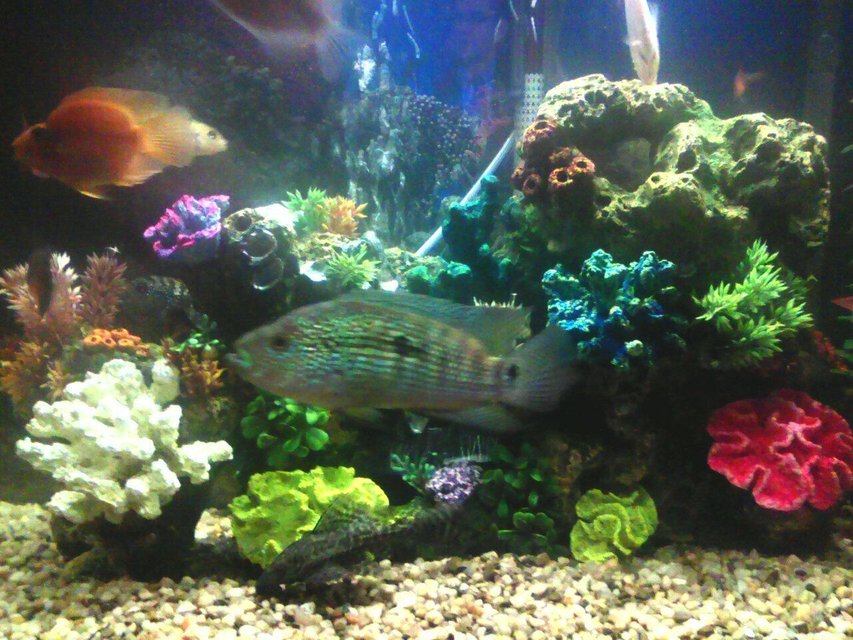 Rated #2815: 30 Gallons Freshwater Fish Tank - 40 gallon with chiclids only