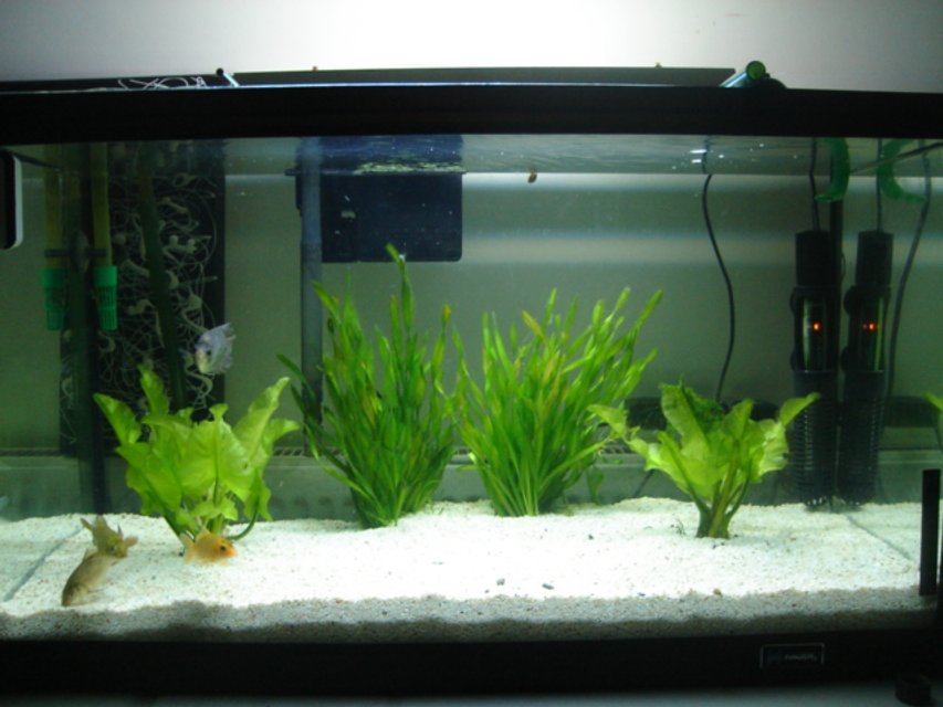 Rated #3887: 75 Gallons Freshwater Fish Tank - this is a little 20g tank i just set up contains koi