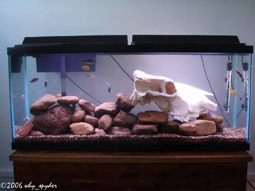 Rated #3701: 55 Gallons Freshwater Fish Tank - My Mbuna Tank