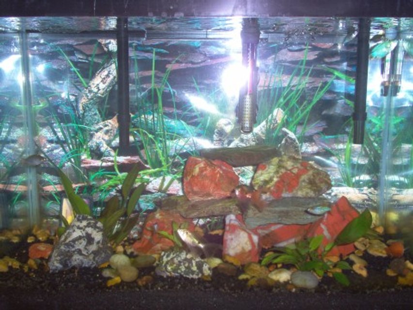 Rated #4094: 20 Gallons Freshwater Fish Tank - Zebra plec, Black-spot barbs, Blue tetras and Dwarf Gouramis.