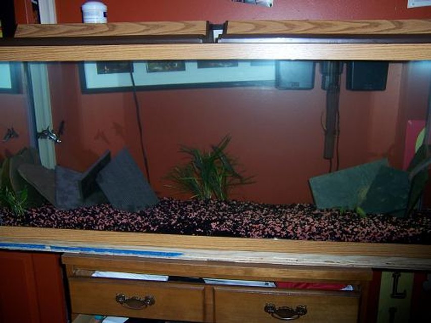 Rated #4175: 55 Gallons Freshwater Fish Tank - My second tank.  I'm still kind of new to the hobby but i think im doing good for a starter.
