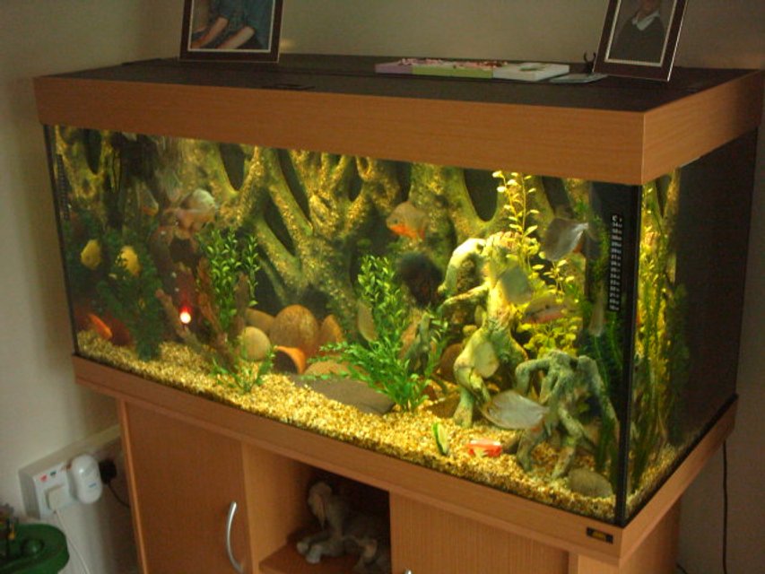 Rated #2233: 66 Gallons Freshwater Fish Tank - my fave tank.