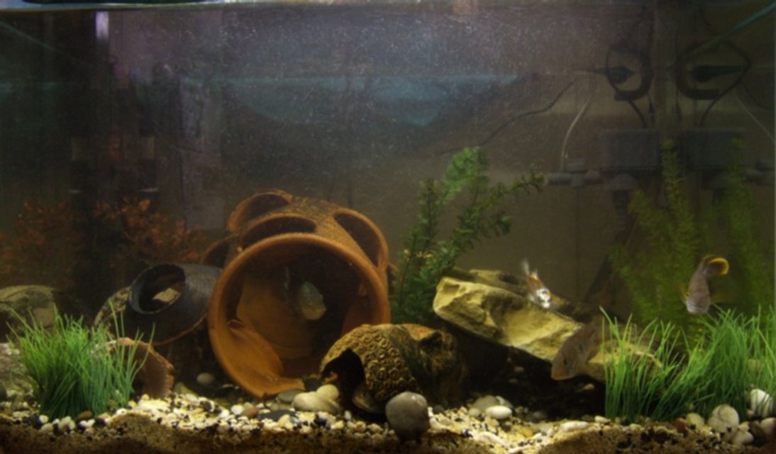 Rated #3552: 96 Gallons Freshwater Fish Tank - my first big tank........ mostly americans, catfish, loaches, silver dollars.