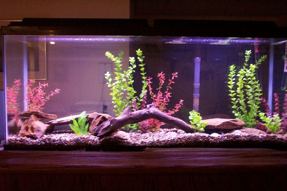 Rated #2382: 25 Gallons Freshwater Fish Tank - my 55 gallon tank with whisper 60 filter. my fish include black ghost knife, 3 discus, 2 clown loach, and a clown pleco.