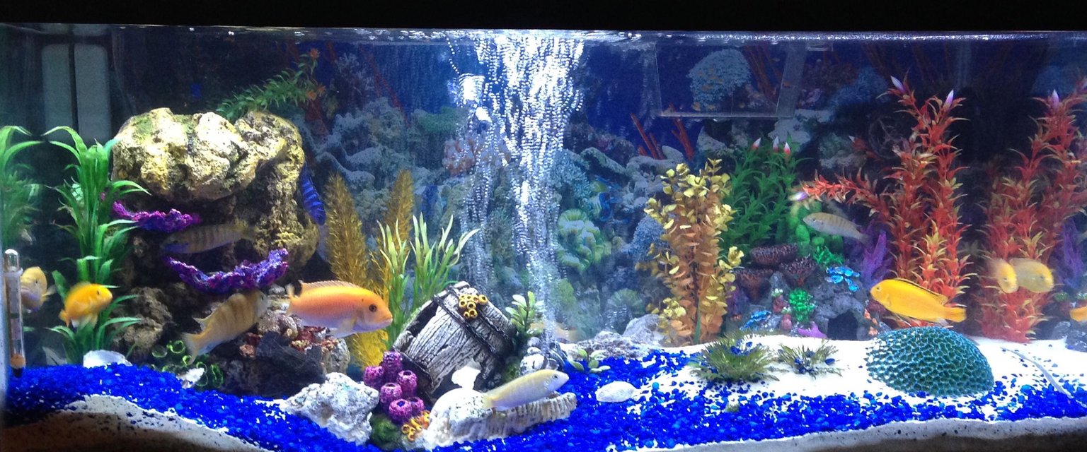Rated #754: 40 Gallons Freshwater Fish Tank - African cichlid tank