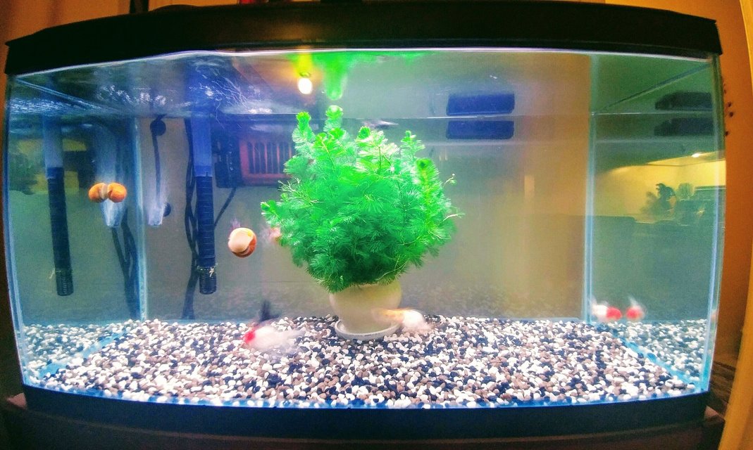 Rated #93: 27 Gallons Freshwater Fish Tank - My First Tank...Plan To Upgrade in size and get alot more plant life for these guys...I started keeping fish as a hobby to help me out with anxiety disorder And I can honestly say it's calming to try and give these little guys the best life possible...