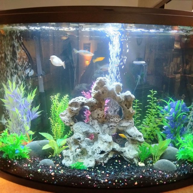 Rated #1282: 37 Gallons Freshwater Fish Tank - 37 gallon bow front glass tank