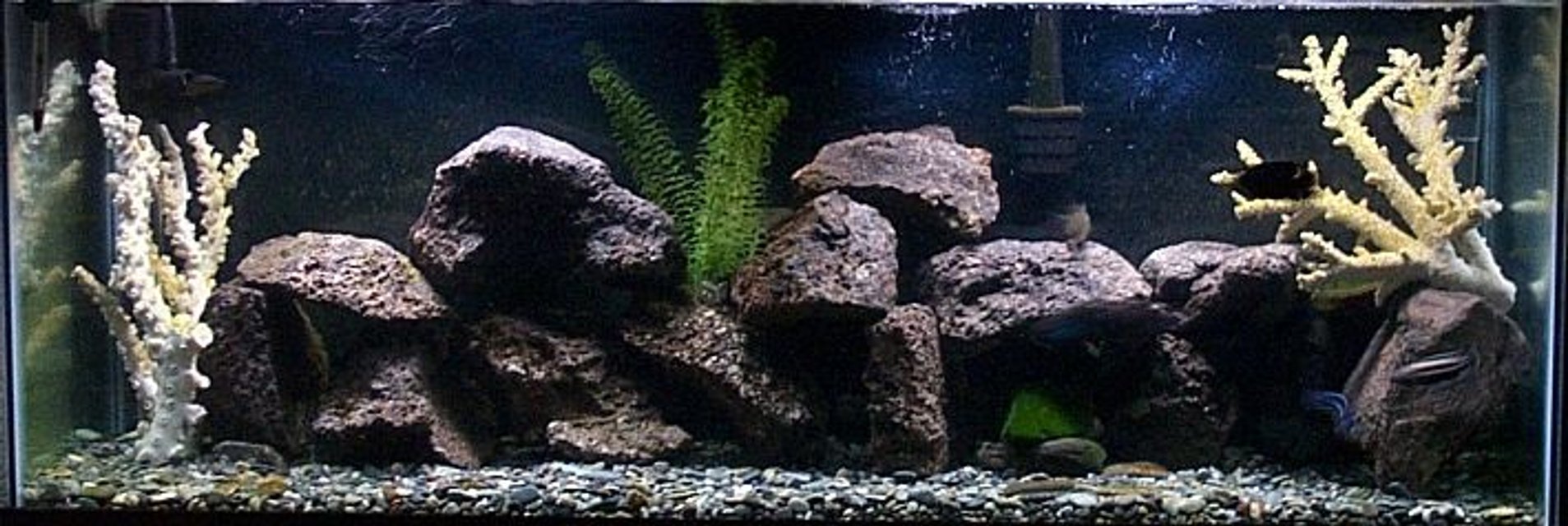 Rated #1453: 55 Gallons Freshwater Fish Tank - Fresh Water......very aggressive Tank