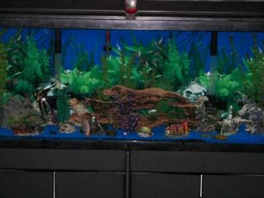 Rated #2968: 55 Gallons Freshwater Fish Tank - I run two Regent double filtration systems which filters the tank approximately 7 times a day. I use two kitchen/bath flouresent lights instead of aquarium lights to give the tank a more natural sun lit look. There are four air aquatic orniments to provide the tank with extra air.