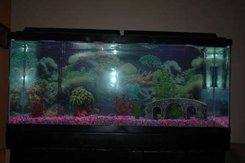 Rated #3995: 55 Gallons Freshwater Fish Tank - My first 55-gallon freshwater tank
