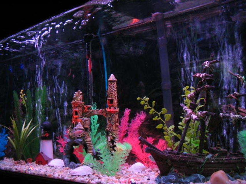 Rated #3427: 55 Gallons Freshwater Fish Tank - sunken ship