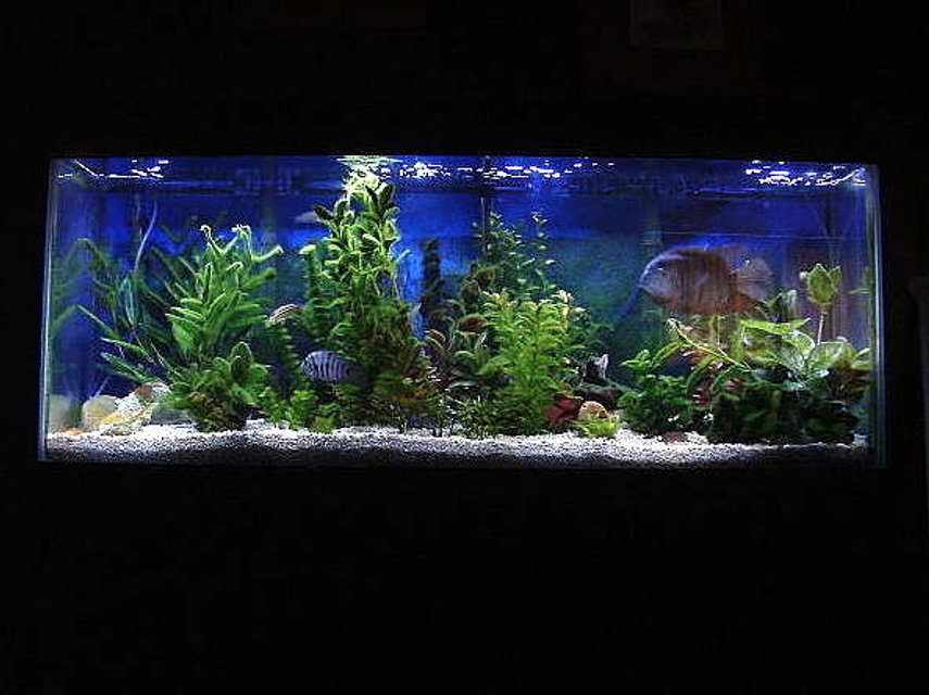 Rated #647: 55 Gallons Freshwater Fish Tank - 10 year old, 55 Gallon, New World Cichlid set up with two Whisper #5 Power Filters; 40 watt Actinic & 40 watt 50/50 Standard Fl. Lighting; 2x 300 watt heaters: Breeding pair of 7 year old Severum, Jack Dempseys, Convicts, Silver Dollars, Yellow Fin Barbs, Tiger Barbs; etc.