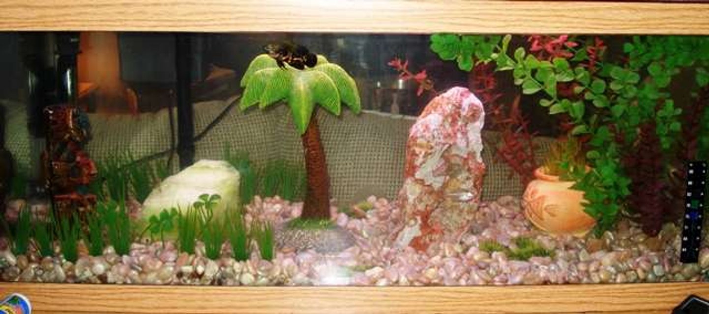 Rated #4095: 20 Gallons Freshwater Fish Tank - This is my first tank ever. I am really proud of its aesthetic qualities.  I love it and hope you do too.