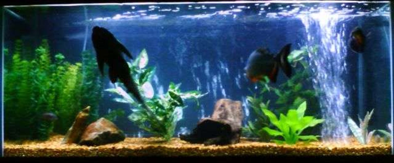 Rated #2427: 75 Gallons Freshwater Fish Tank
