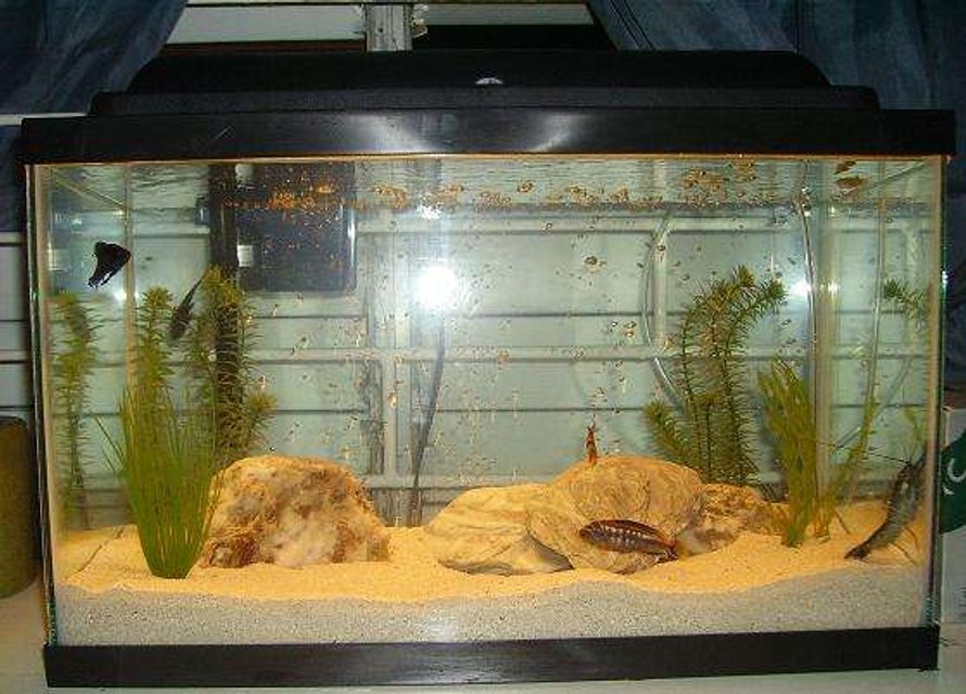 Rated #4116: 10 Gallons Freshwater Fish Tank - currenlty in my tank are cichlid, tiger barb, craw fish, algae eater and a half beak, i had 2 bettas; a male and female, i had to take them out becasue of the cichlid....im hoping to get a black ghost soon too,