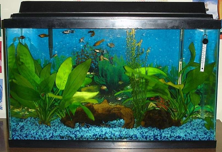 Rated #3686: 29 Gallons Freshwater Fish Tank - My 29 gallon. Look how my panda cory's eyes are glowing under the bogwood! :)