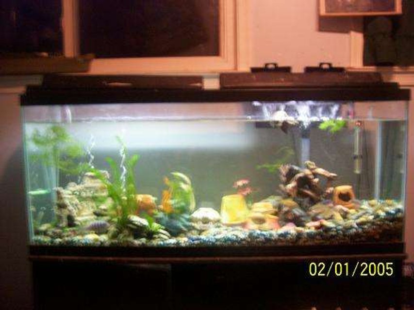 Rated #390: 55 Gallons Freshwater Fish Tank - Yup this is my 55gallon tank i love it !
This picture the water is low=p i have to fill it up hehee This is my African cichlid tank. Their is 1blue zebra 2cobalts 2blue jewel 3kenyi 3tinfoil barbs 1pleco 1cypheris 1crossbreed fish its a yellow lab mixed with a kenyi an some more!
