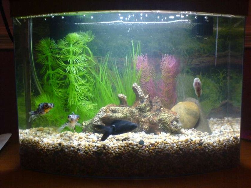 Rated #347: 3 Gallons Freshwater Fish Tank - My tank when I first started up!