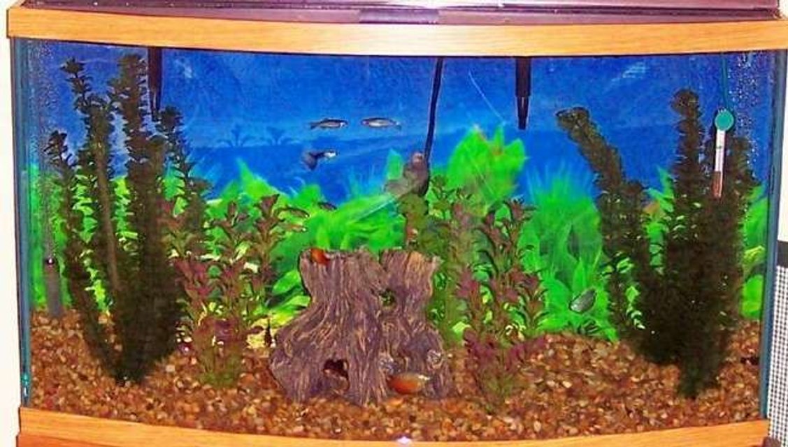 Rated #3494: 46 Gallons Freshwater Fish Tank - 46 gal. tank