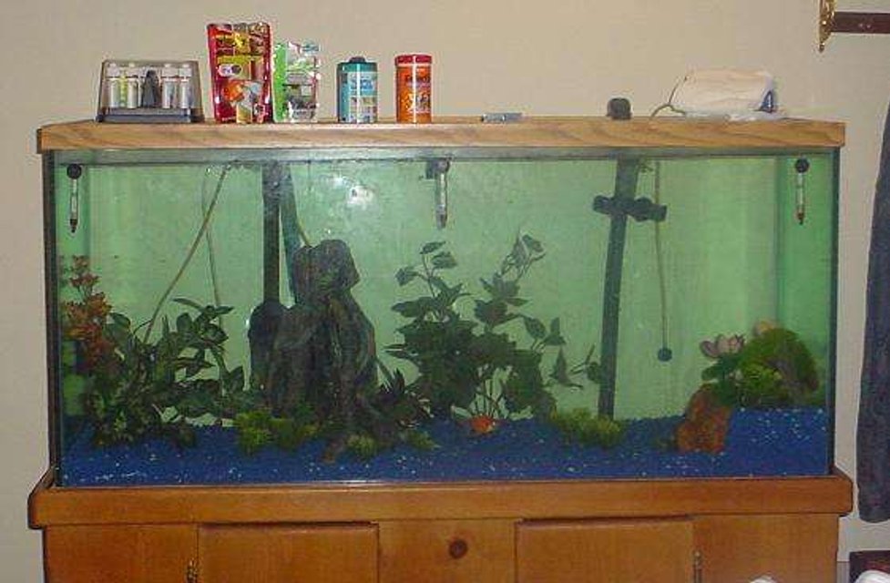 Rated #4143: 90 Gallons Freshwater Fish Tank - 90 gallon freshwater aquarium houses 3 happy goldies. Running a Fluval FX5 that pumps about 600 gallons per hour, which is about 300 gph less than what I should have. 2 baskets hold Biomax, and the third holds 2 filter pads from an older, established filter, and 3 water polishing pads. 2 bubble walls keep the oxygen level up, and a regular light gives them the ability to not bump into the sides.