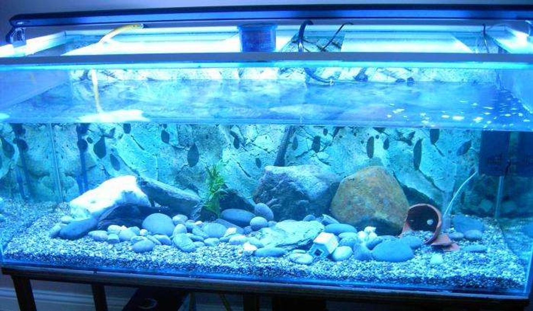 Rated #3546: 140 Gallons Freshwater Fish Tank - malawi setup, hasnt got any fish in there just yet, but they should come in soon, ive used 3 filters (one external, one internal and a air pump). theres only one heater. 
ive used large and small rocks for the decor.  should hopefully be adding more rocks, bogwood and plants 
at the moment, its housing 4 plecs and 2 guppys just to get the water ok for the malawis. the guppys unexpectadly had babies!