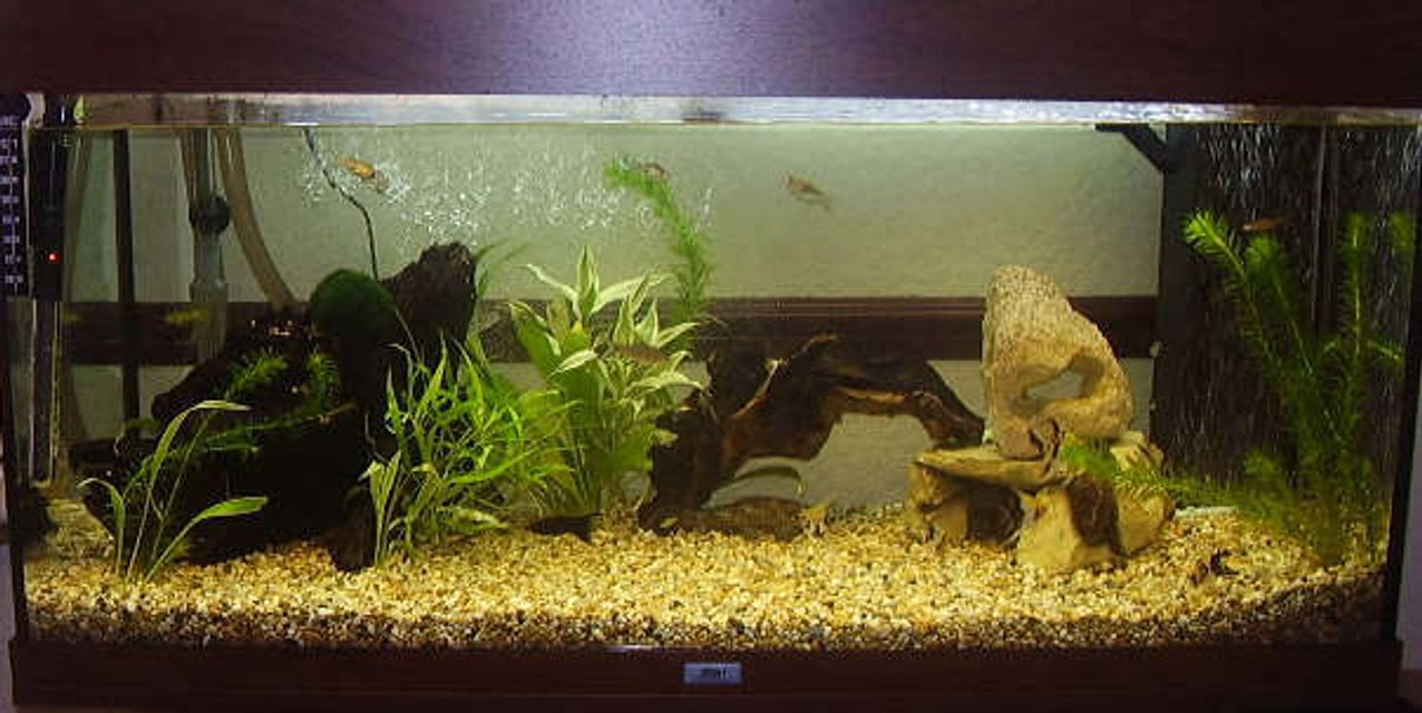 Rated #3168: 48 Gallons Freshwater Fish Tank - RIO 180 Does have some plants in it but will be a fully planted tank in months to come