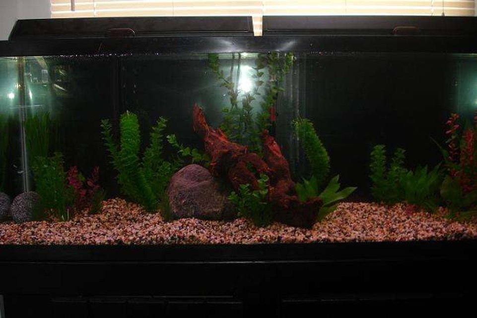Rated #3635: 55 Gallons Freshwater Fish Tank - My 55 gallon tank before having fish in it.
