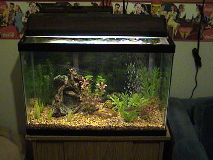 Rated #3765: 20 Gallons Freshwater Fish Tank - Full View