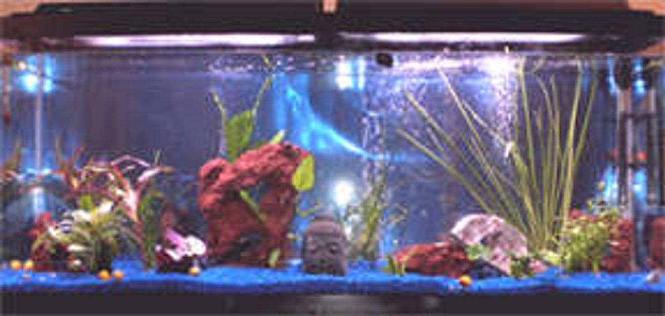 Rated #3545: 55 Gallons Freshwater Fish Tank - Freshwater fish with live plants