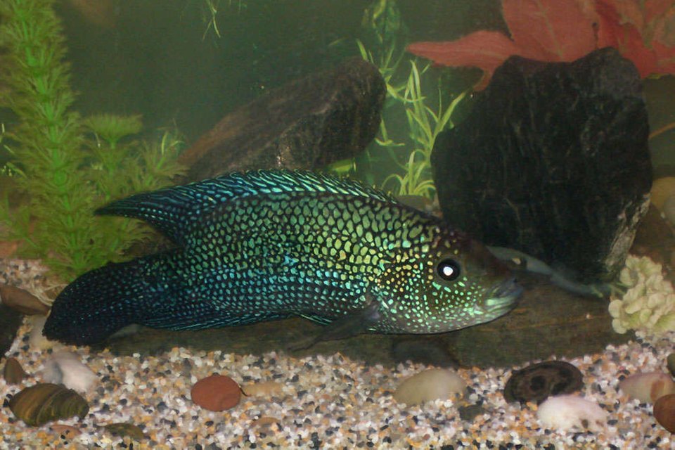 Rated #3504: 55 Gallons Freshwater Fish Tank - We had to add some smaller gravel to the polished rocks in the tank because  Panfrys food kept falling between the rocks where he couldnt get at it. Here is a close up view of Panfry............We are sad to say that Panfry pasted  feb 13 2007, we had gone away for a week and  sometime during that time the tank got infested with some sort of body fungus and by the time we started treating it , it was to late  most the fish died.  the only fish that survived were the  2 albino corys , the corys , the pleco and the frogs. :(