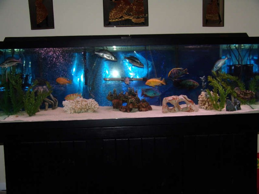 Rated #2432: 125 Gallons Freshwater Fish Tank - 125 gallon AGA African Cichlid tank.  Filtration includes 2 x Aquaclear 500, 1 Filstar XP3, 4 Hagen 400gph Powerheads for 6 Under Gravel Jets, and a dual air pump.  My temp is a constant 79F set with a 250 watt heater.