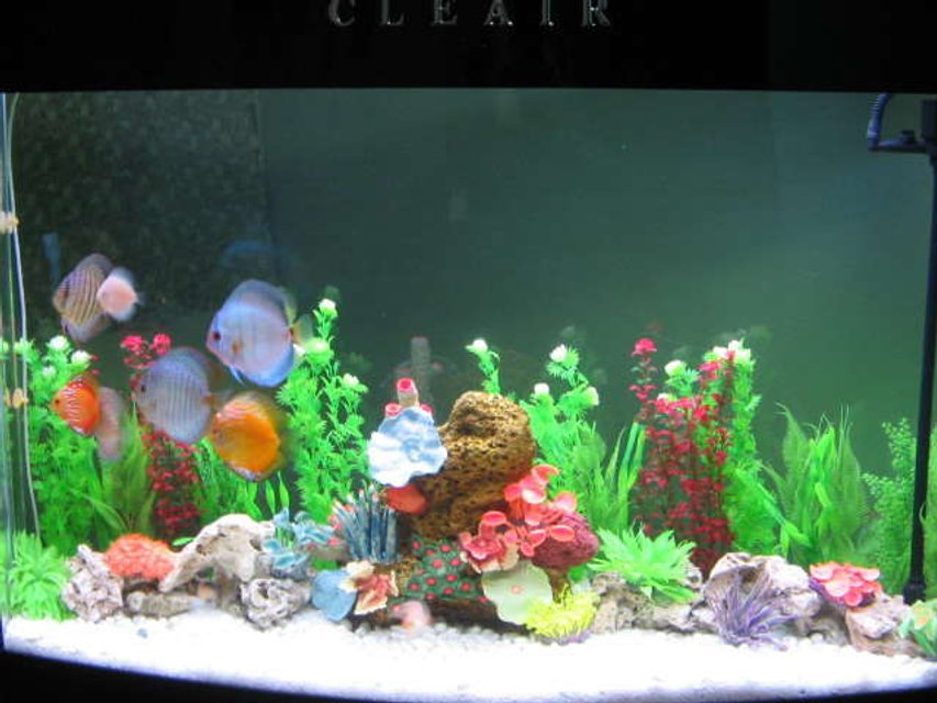 Rated #3306: 121 Gallons Freshwater Fish Tank - A 500 liter tank with Discus in it !! What do u  guys think ??