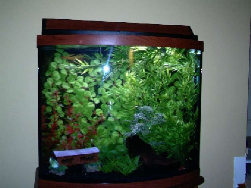 Rated #3643: 26 Gallons Freshwater Fish Tank - 26 gallon bowfront, black background, black gravel, driftwood.  Dwarf Gourami, white clouds, rasboras, cory cats.   The blue shiny thing in the lower left corner is the dwarf gourami, who swims back and forth all day long.  We think he has OCD.