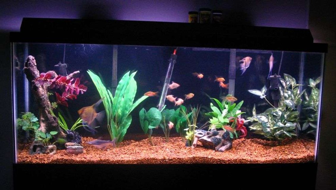 Rated #3096: 55 Gallons Freshwater Fish Tank - 55 gallon freshwater community tank