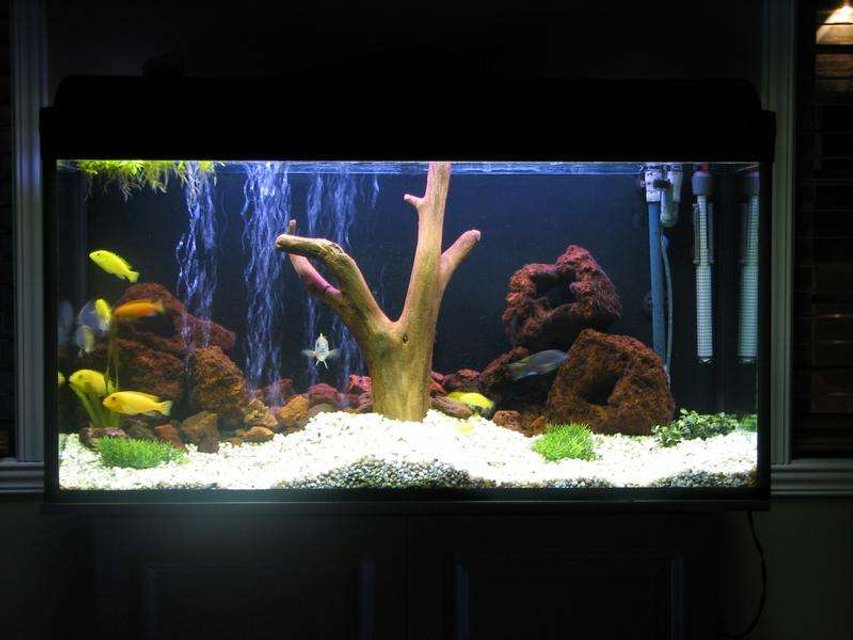 Rated #122: 50 Gallons Freshwater Fish Tank - 50g with wood and fake plant