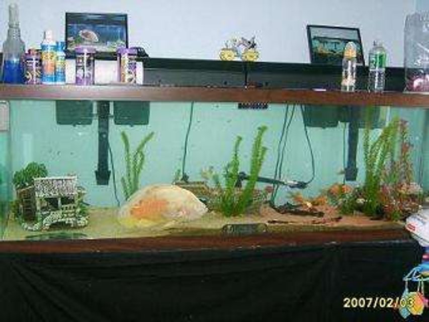 Rated #4129: 125 Gallons Freshwater Fish Tank - new pic of my 15''oscar in his 125 gallon tank with 3 pleco's and some gold fish , guppies and a male convict and also a female convict