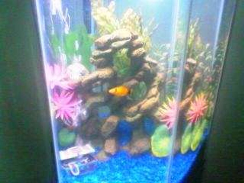 Rated #4186: 10 Gallons Freshwater Fish Tank - Blue gravel, rock, three different types of non living plants plants, two pink flowers, air bubble treasure chest, two orange and black laverne & shirley platys fish