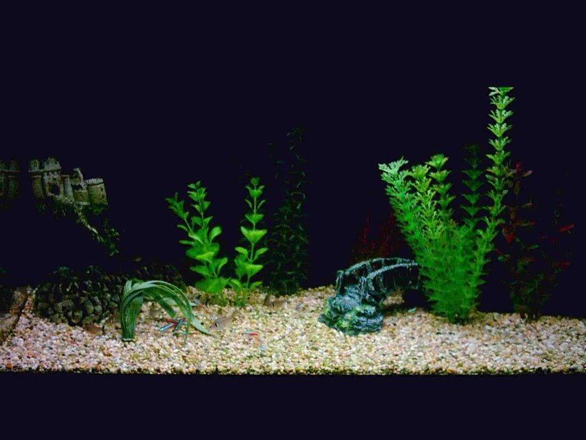 Rated #3861: 12 Gallons Freshwater Fish Tank - My beauty
