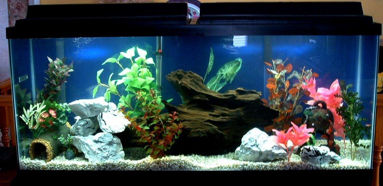 Rated #1684: 55 Gallons Freshwater Fish Tank - Close up of my 55 gal aquarium