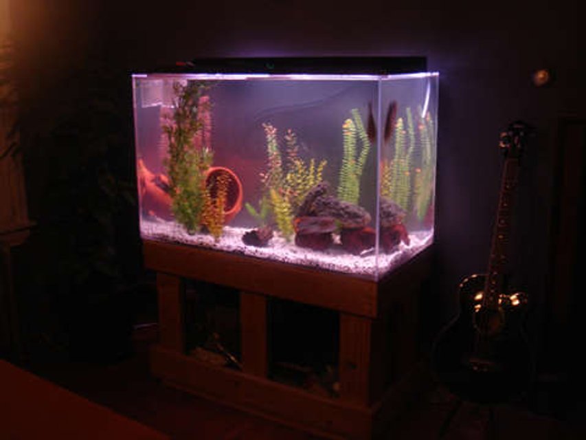 Rated #3469: 150 Gallons Freshwater Fish Tank - my 150 Gallon
STILL NOT BIG ENOUGH
