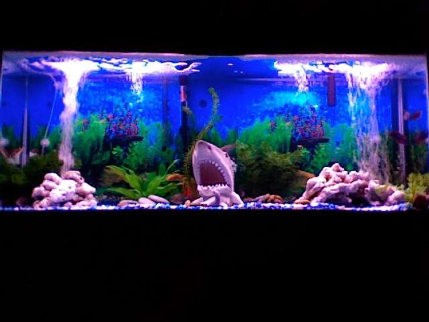 Rated #2537: 55 Gallons Freshwater Fish Tank - I wanted to do a Jaws Theme
My tank is a 55 gallon tank with three filters and two air-pumps.

fishes in the tank are:
1 figure 8 puffer
1 albino clownknife
1 black clownknife
3 red belly pacu's
3 sail-fin plecos
2 peacock cichlids
2 lemon cichlids
1 labido
2 frontosa's