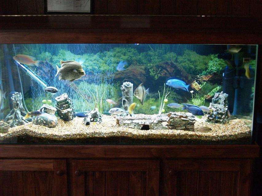 Rated #1929: 140 Gallons Freshwater Fish Tank - 540l / 140g 5ft x 2ft x 2ft cichlids akvastabil 4Ft Double t5 54Watt tubes(one white one blue), Fx5 filter, 1 X 300W heaters. too many fish, 2 x blue dolphins, red rubin peacock, sunsine peacock, 3 x Electric Yellows, 2 x mono sebaes, red scat(mega plant eater), 2 x rustys, 2 red forest jewel, 2 x sucker fish, 2 x dragon blood peacocks, jaycob, 2 x guromi, 2 x Kenyi, about 10 more fish.