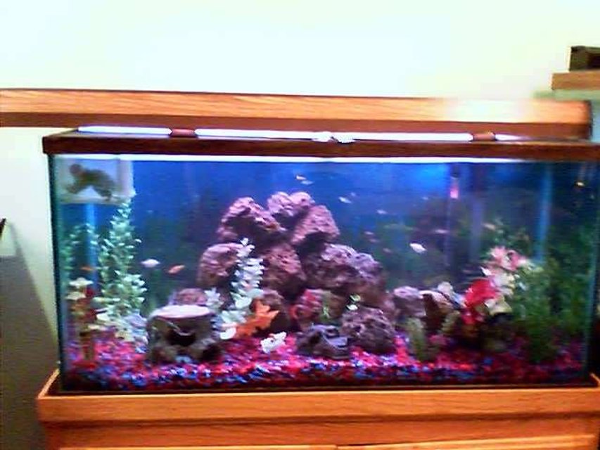 Rated #3745: 75 Gallons Freshwater Fish Tank - ONE OF THE FEW TANKS I HAVE PICTURES OF.