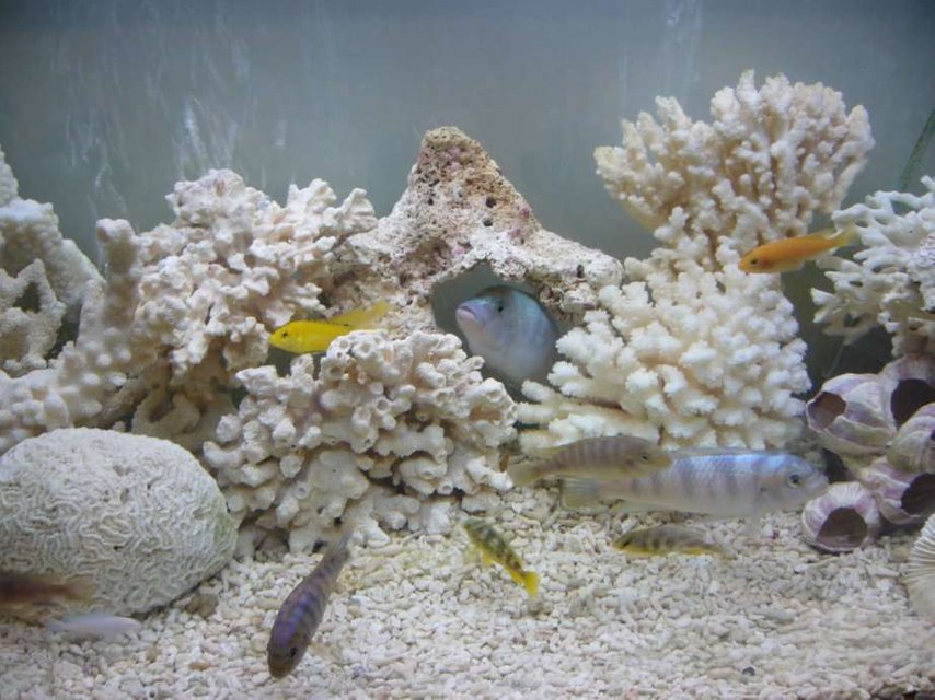 Rated #2521: 96 Gallons Freshwater Fish Tank - My Malawi Tank