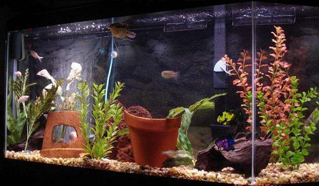 Rated #3405: 101 Gallons Freshwater Fish Tank - 52