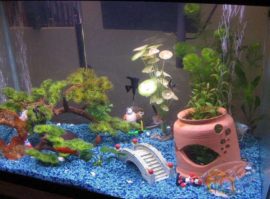 Rated #3845: 20 Gallons Freshwater Fish Tank - first setup with my first live plants. Feb2007.
Clay pot was thrown by me, rinsed, and cured in tank before fish.