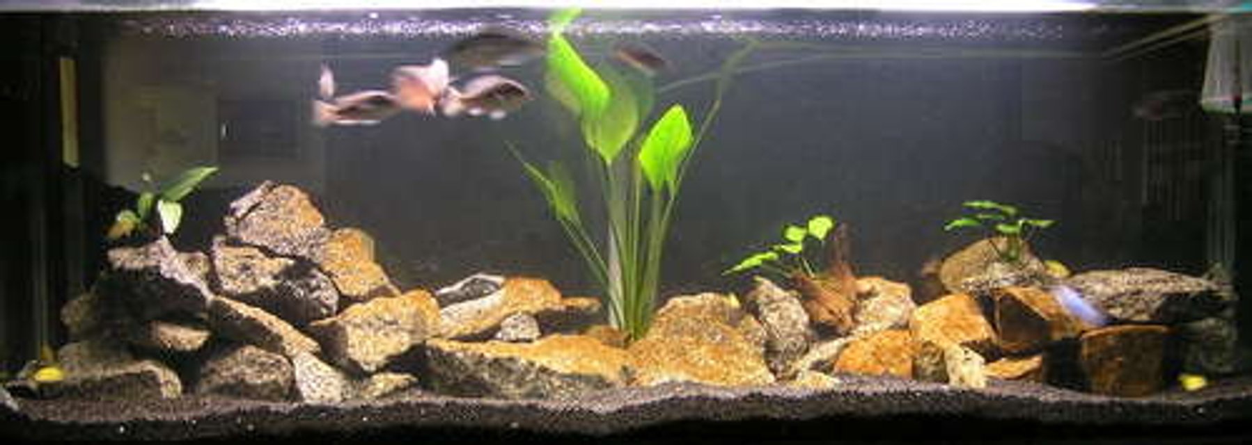 Rated #1869: 160 Gallons Freshwater Fish Tank - My 6ft Malawi tank. A mix of mbuna and peacefull haps. Plus a couple of plants for color.