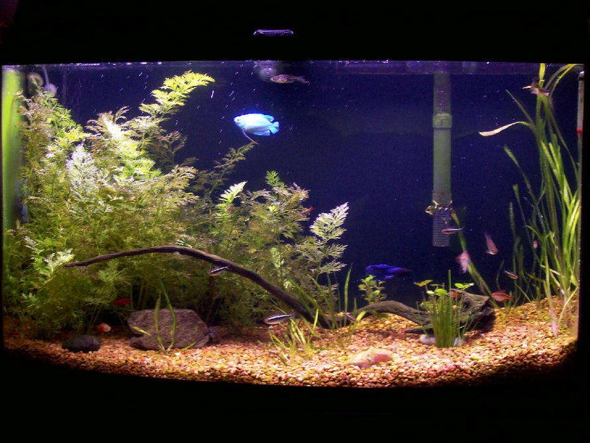 Rated #2070: 46 Gallons Freshwater Fish Tank - 46 GALLON BOW FRONT