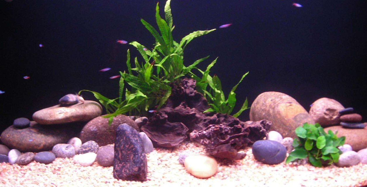 Rated #3101: 72 Gallons Freshwater Fish Tank - aesthetically simple