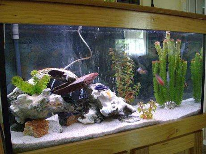 Rated #2515: 35 Gallons Freshwater Fish Tank - african cichlid tank, filtration canister filter, decorations white rock and granite